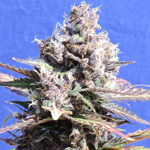 Gelato (Original Sensible) Feminiserade