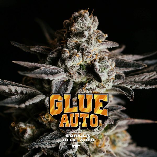 GG#4 Auto (BSF Seeds) Feminiserade