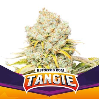 Tangie (BSF Seeds) feminiserade cannabisfr&ouml;n