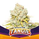 Tangie (BSF Seeds) Feminiserade