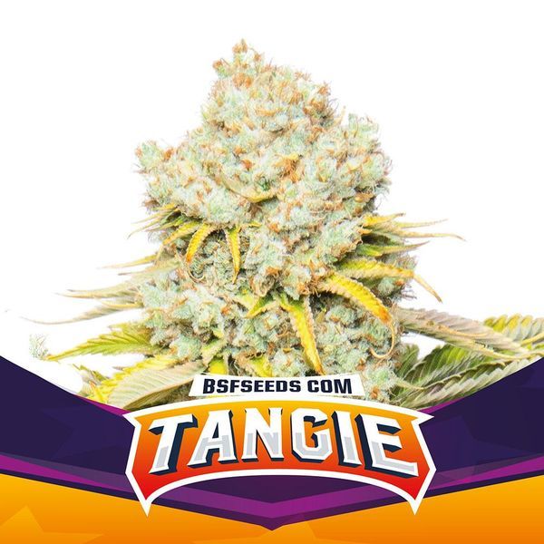 Tangie (BSF Seeds) Feminiserade
