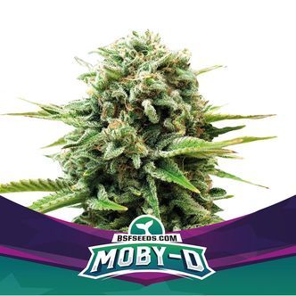 Moby-D (BSF Seeds) feminiserade cannabisfr&ouml;n