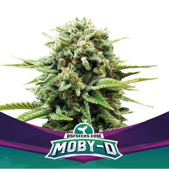 Moby-D (BSF Seeds) Feminiserade
