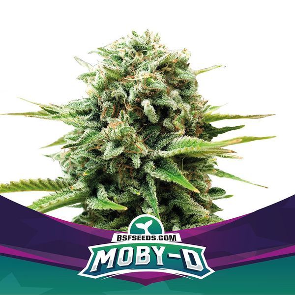 Moby-D (BSF Seeds) Feminiserade