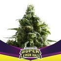 Super Lemon Haze (BSF Seeds) Feminiserade