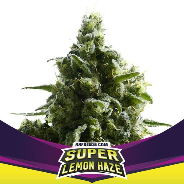 Super Lemon Haze (BSF Seeds) Feminiserade