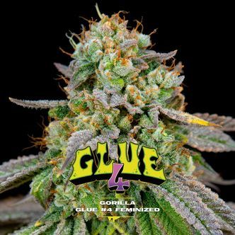 GG4 (BSF Seeds) feminiserade