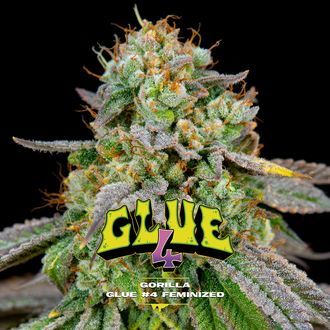 GG#4 (BSF Seeds) Feminiserade