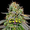 GG#4 (BSF Seeds) Feminiserade