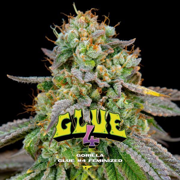 GG#4 (BSF Seeds) Feminiserade