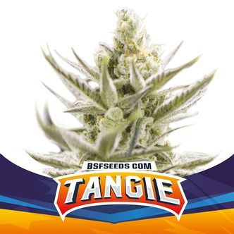 Tangie XXL Auto (BSF Seeds) feminiserade cannabisfr&ouml;n