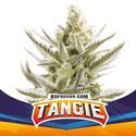 Tangie XXL Auto (BSF Seeds) Feminiserade