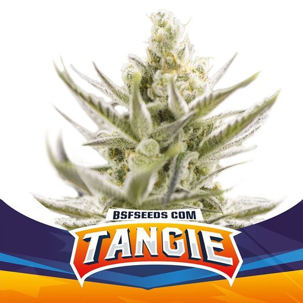 Tangie XXL Auto (BSF Seeds) Feminiserade