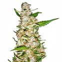 Skunk 1 Autoflower (White Label) Feminiserade