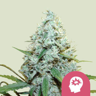 AMG &ndash; Amnesia Mac Ganja (Royal Queen Seeds) Feminiserade