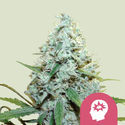 AMG – Amnesia Mac Ganja (Royal Queen Seeds) Feminiserade
