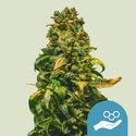Solomatic CBD (Royal Queen Seeds) Feminiserade