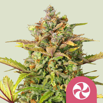 Sweet ZZ (Royal Queen Seeds) Feminiserade