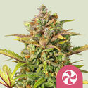 Sweet ZZ (Royal Queen Seeds) Feminiserade