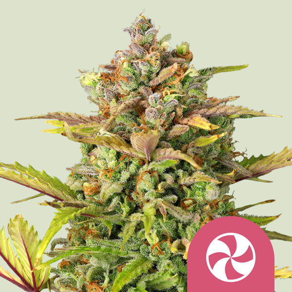 Sweet ZZ (Royal Queen Seeds) Feminiserade