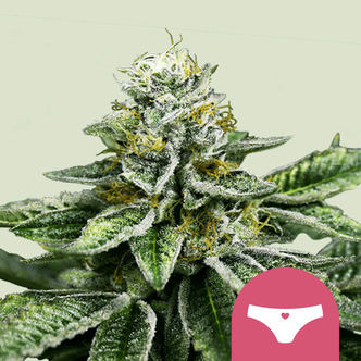 Sherbet Queen (Royal Queen Seeds) feminiserade cannabisfr&ouml;n
