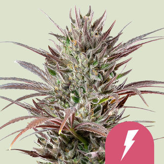 North Thunderfuck (Royal Queen Seeds) feminiserade cannabisfr&ouml;n