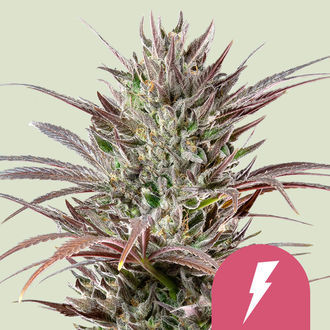 North Thunderfuck (Royal Queen Seeds) Feminiserade