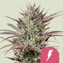North Thunderfuck (Royal Queen Seeds) Feminiserade