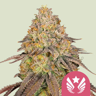 Legendary OG Punch (Royal Queen Seeds) Feminiserade