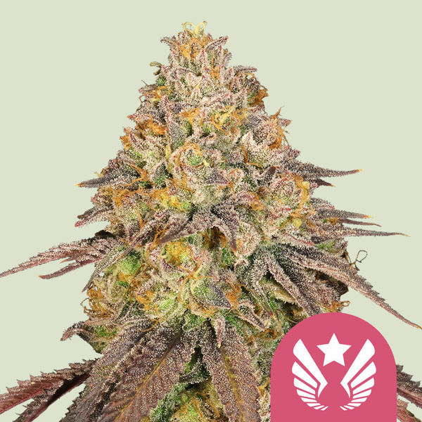 Legendary OG Punch (Royal Queen Seeds) Feminiserade