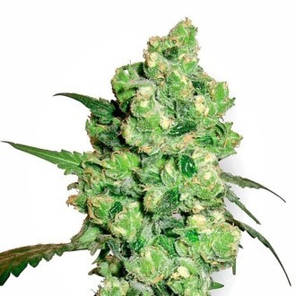 Super Skunk (White Label) Feminiserade