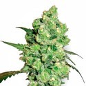 Super Skunk (White Label) Feminiserade