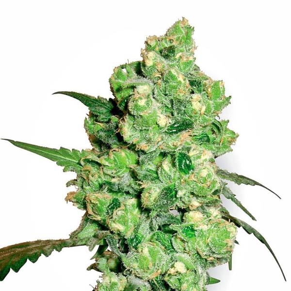 Super Skunk (White Label) Feminiserade