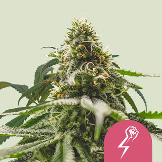 Green Crack Punch (Royal Queen Seeds) feminiserade