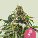 Green Crack Punch (Royal Queen Seeds) Feminiserade