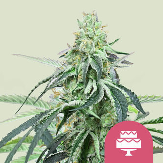 Wedding Gelato (Royal Queen Seeds) feminiserade cannabisfr&ouml;n