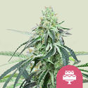 Wedding Gelato (Royal Queen Seeds) Feminiserade