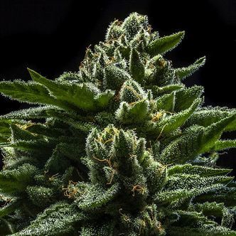 DO-G (Ripper Seeds) feminiserade