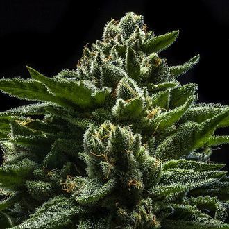 DO-G (Ripper Seeds) Feminiserade