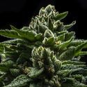 DO-G (Ripper Seeds) Feminiserade