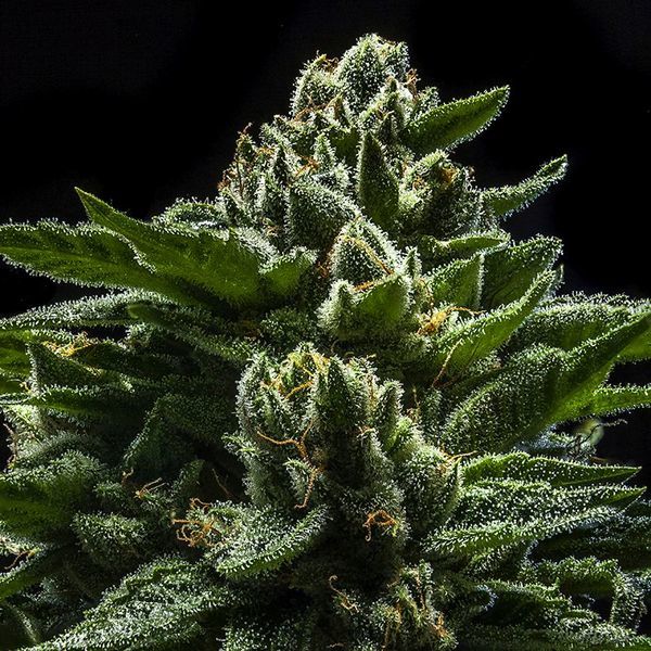 DO-G (Ripper Seeds) Feminiserade