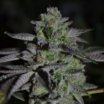Chempie (Ripper Seeds) feminiserade cannabisfr&ouml;n