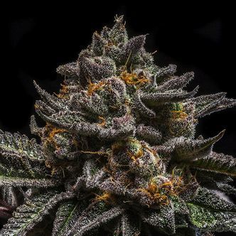 Brain Cake (Ripper Seeds) feminiserade