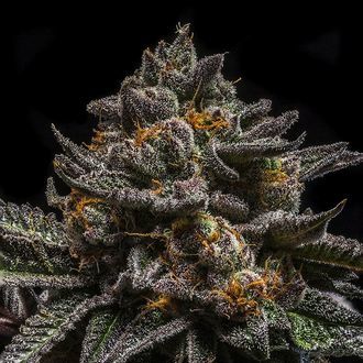 Brain Cake (Ripper Seeds) Feminiserade