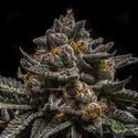 Brain Cake (Ripper Seeds) Feminiserade