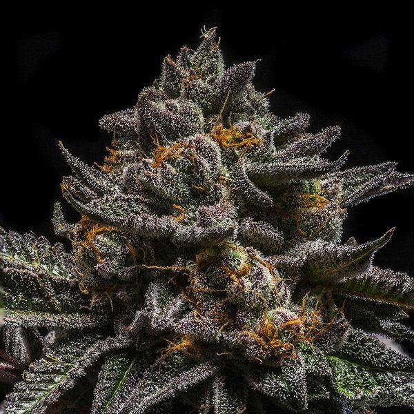 Brain Cake (Ripper Seeds) Feminiserade