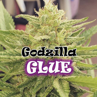 Godzilla Glue (Dr. Underground) feminiserade