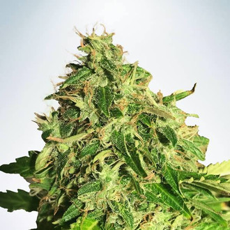 Auto Cannabis Light (Ministry of Cannabis) Feminiserade
