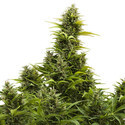 Medikit Auto (Buddha Seeds) Feminiserade