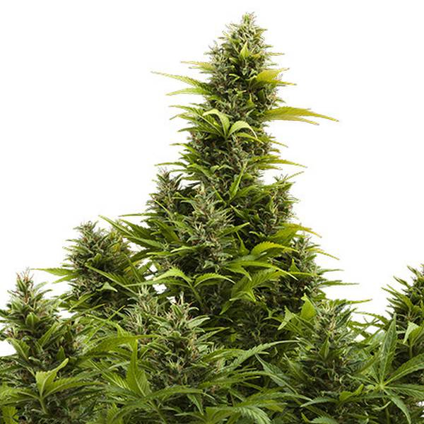 Medikit Auto (Buddha Seeds) Feminiserade